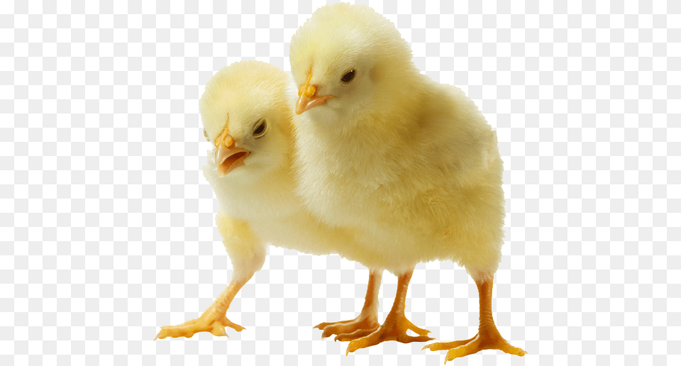 Chicken Chicks Transparent Background, Animal, Bird, Fowl, Poultry Free Png