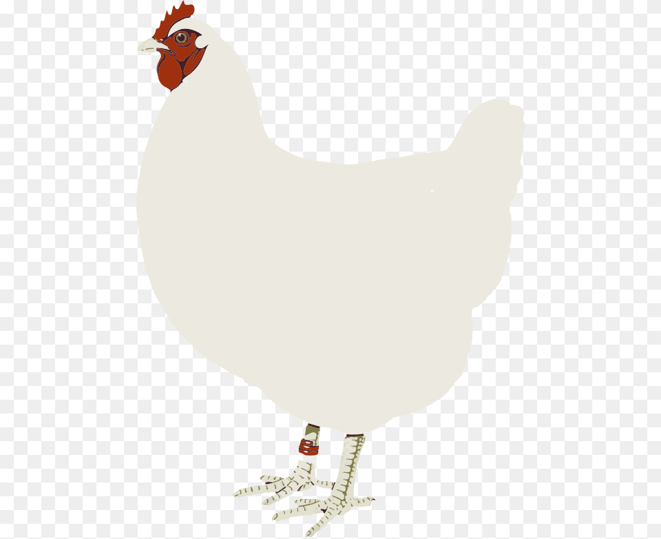 Chicken Clip Art Hen White Clipart, Animal, Bird, Fowl, Poultry Png Image