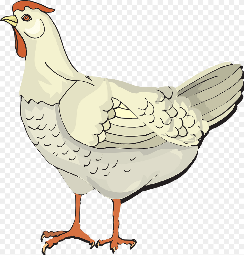 Chicken Clipart, Animal, Bird, Fowl, Hen Png Image