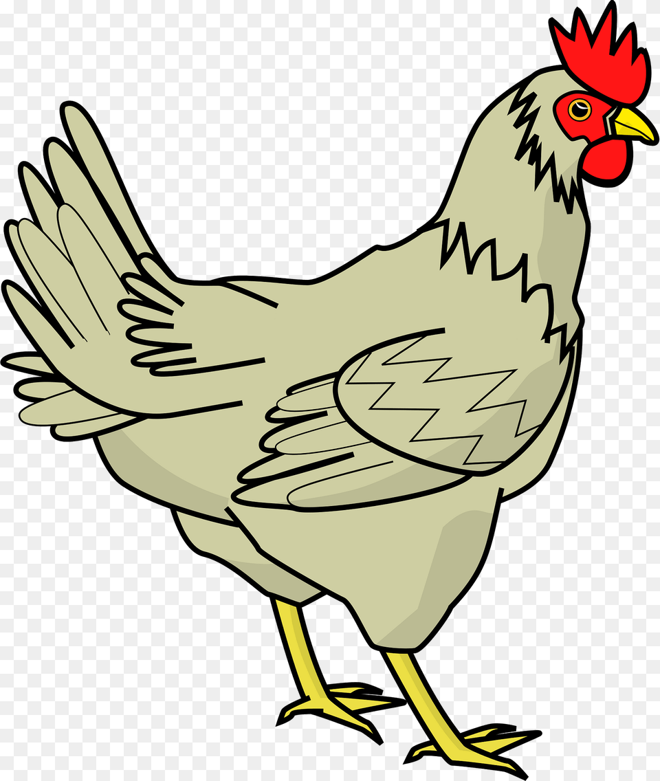 Chicken Clipart, Animal, Bird, Fowl, Hen Png Image