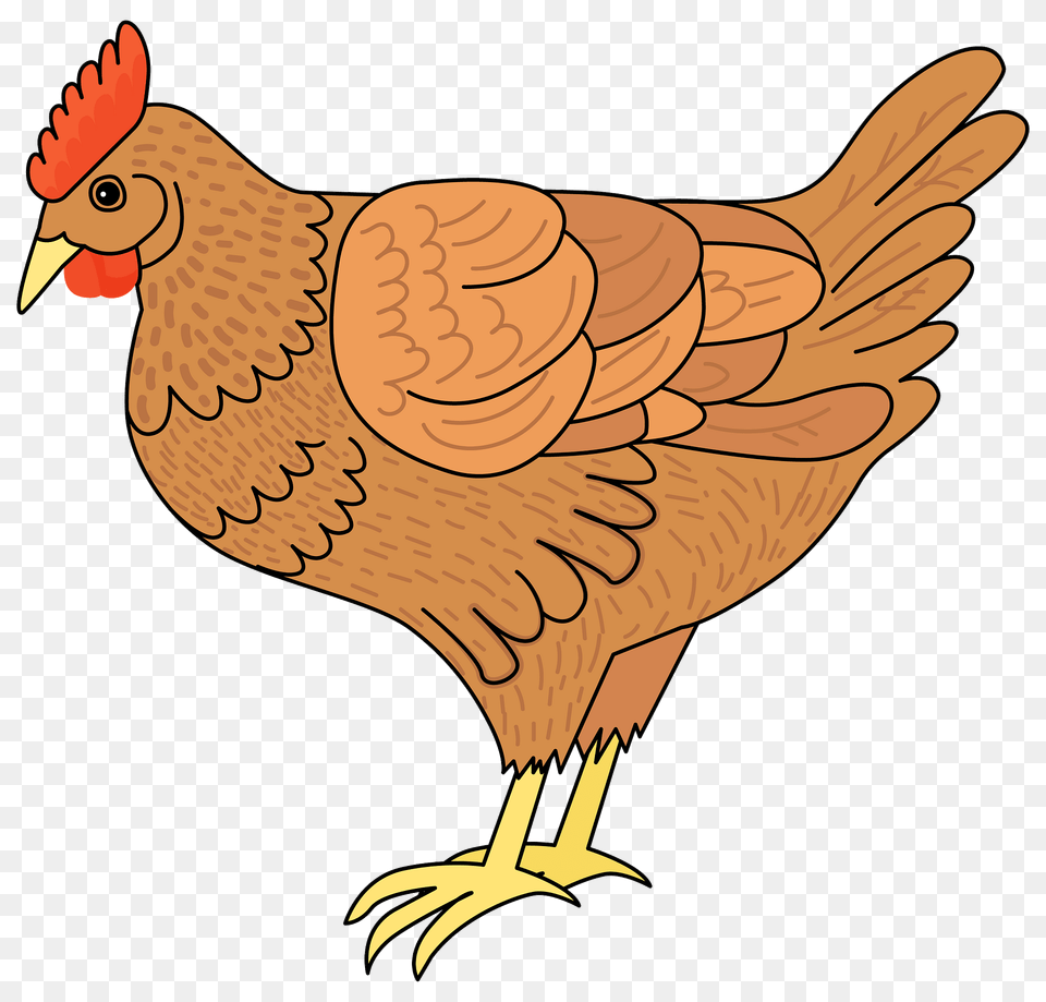 Chicken Clipart, Animal, Bird, Fowl, Hen Png Image