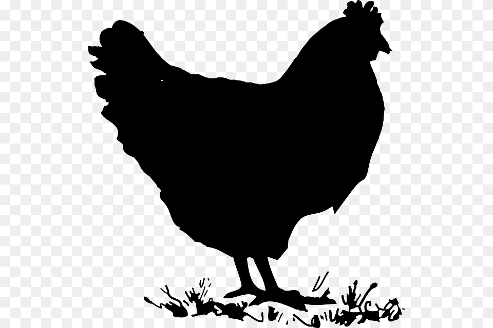 Chicken Clipart Black And White, Animal, Bird, Fowl, Hen Png