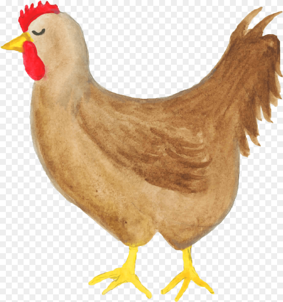 Chicken Clipart Watercolor Clipart Farm Hen Chicken Cute Chicken Watercolor, Animal, Bird, Fowl, Poultry Png