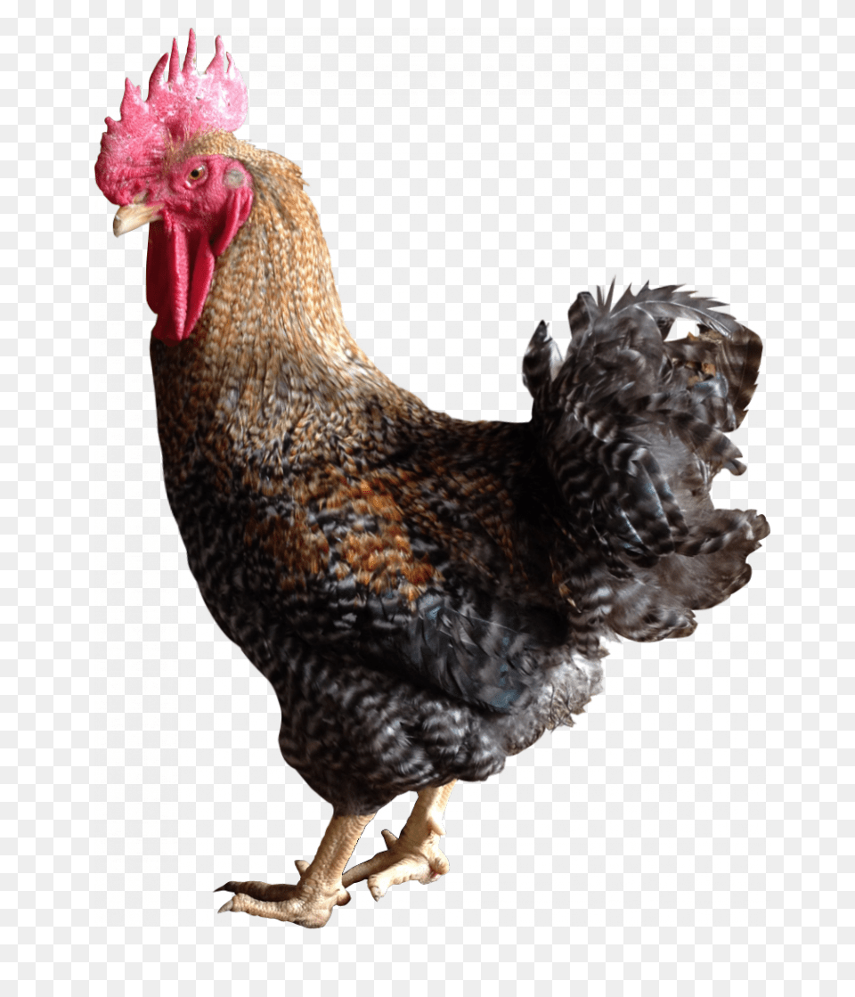 Chicken Colored, Animal, Bird, Fowl, Poultry Png Image