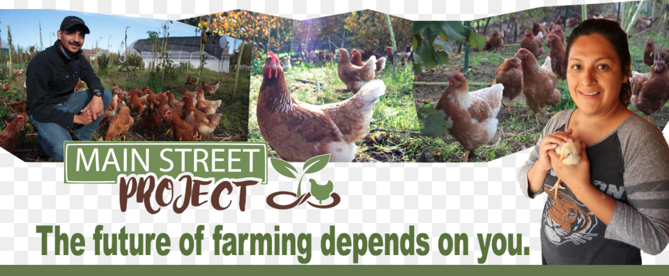 Chicken Csa Web Footer Sustainable Food Regenerative, Adult, Woman, Poultry, Person Free Transparent Png