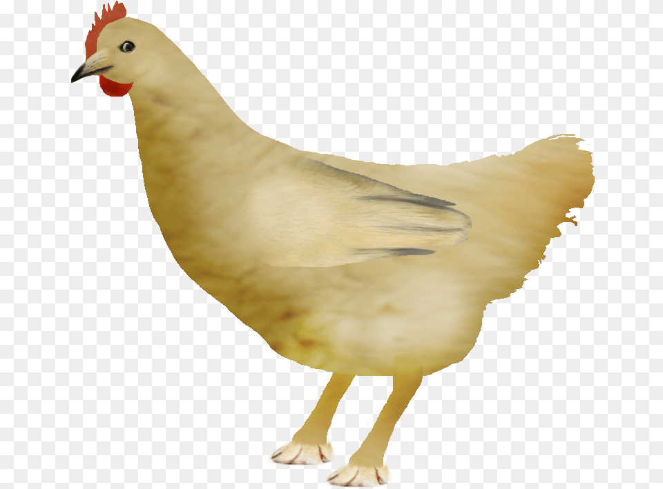 Chicken Doge More In Comments Dogelore Doge Bird, Animal, Fowl, Hen, Poultry Free Transparent Png