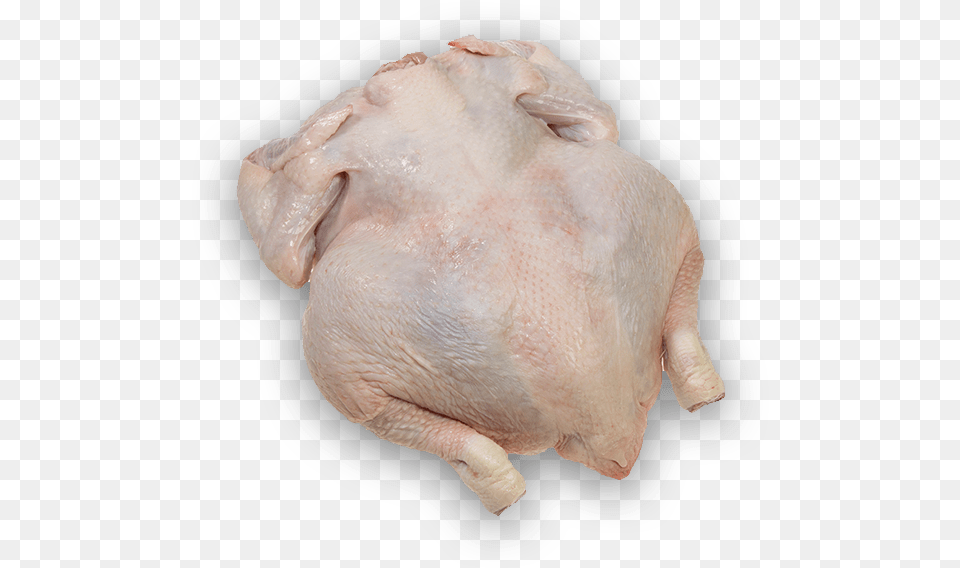 Chicken Drumstick Turkey Meat, Animal, Bird, Mammal, Pig Png