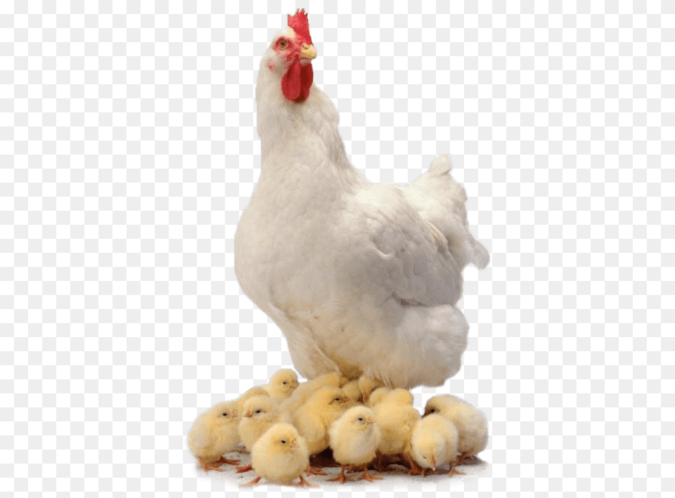 Chicken Family, Animal, Bird, Fowl, Hen Free Png