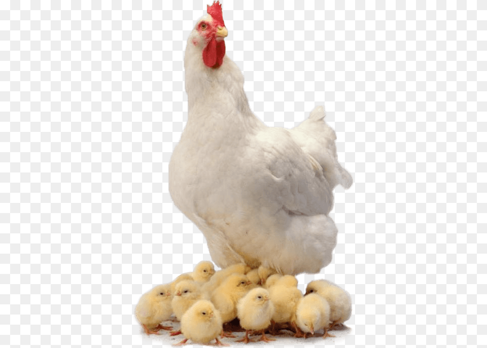 Chicken Family Gallina Con Pollitos, Animal, Bird, Fowl, Hen Free Transparent Png