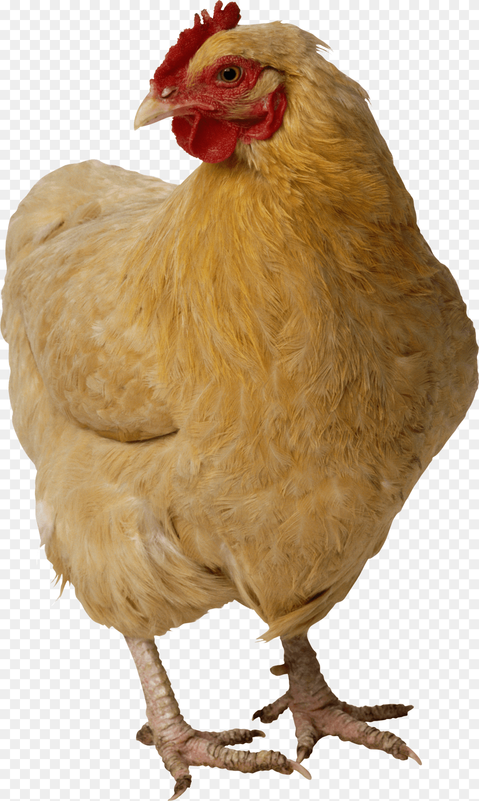 Chicken Head Chicken, Animal, Bird, Fowl, Hen Png Image