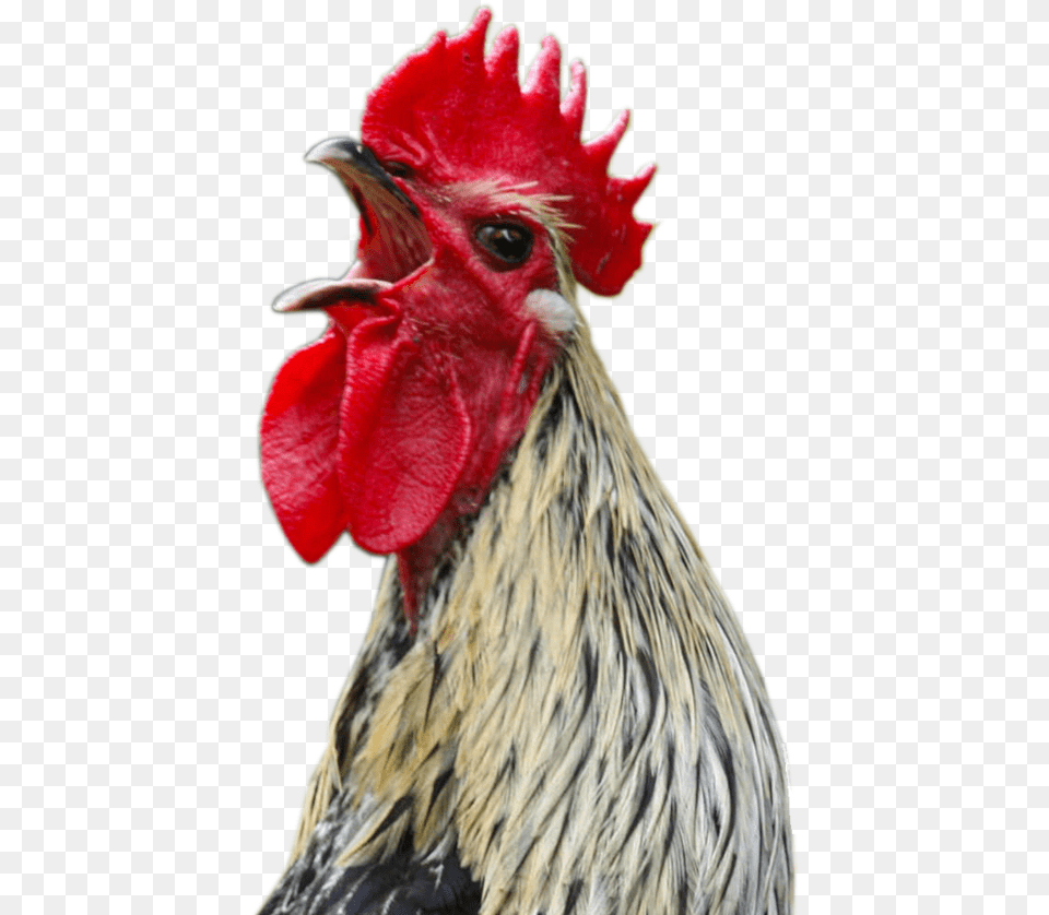 Chicken Head Transparent Background, Animal, Bird, Fowl, Poultry Free Png