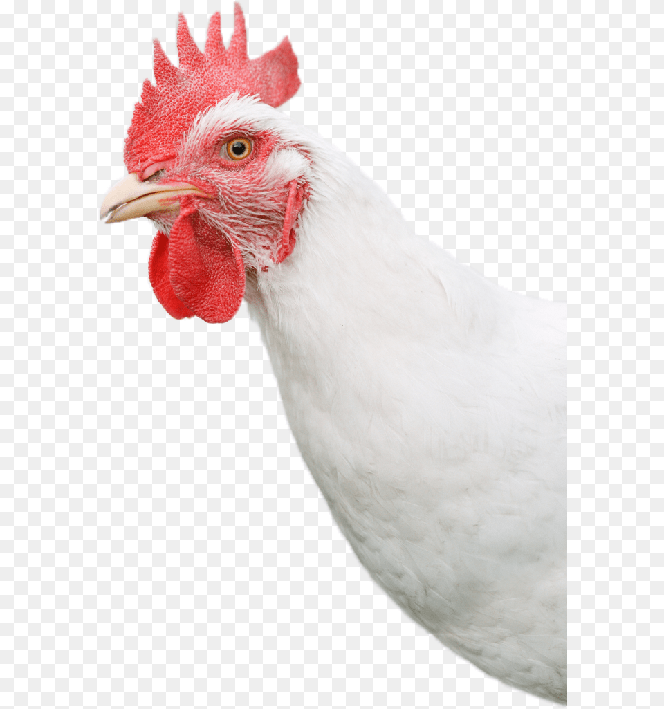 Chicken Head White Chicken Head, Animal, Bird, Fowl, Poultry Png