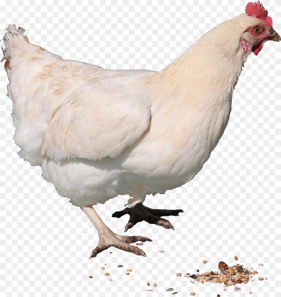 Chicken Hen, Animal, Bird, Fowl, Poultry Free Transparent Png