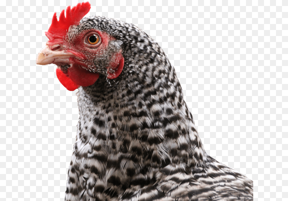 Chicken Hen Bird Animal Feather Poultry Chickens Transparent Chicken Animal, Fowl Free Png Download