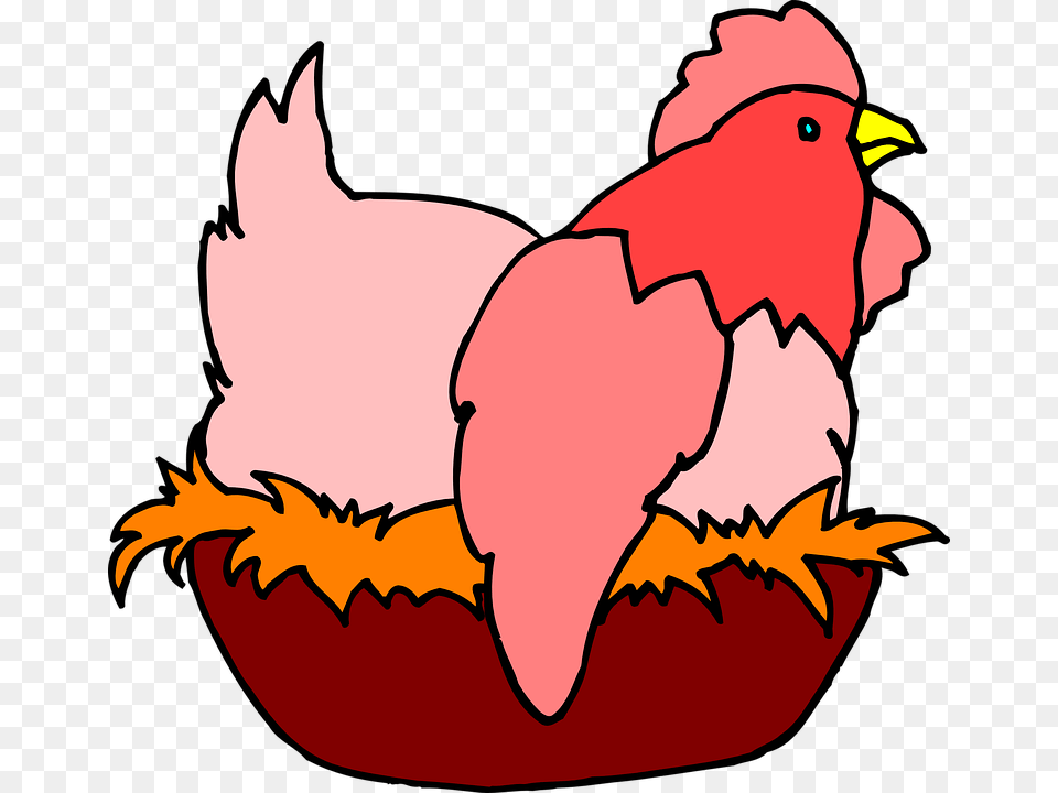 Chicken Hen Eggs Laying Lay Poultry Farm Animal, Baby, Person, Bird, Fowl Png Image