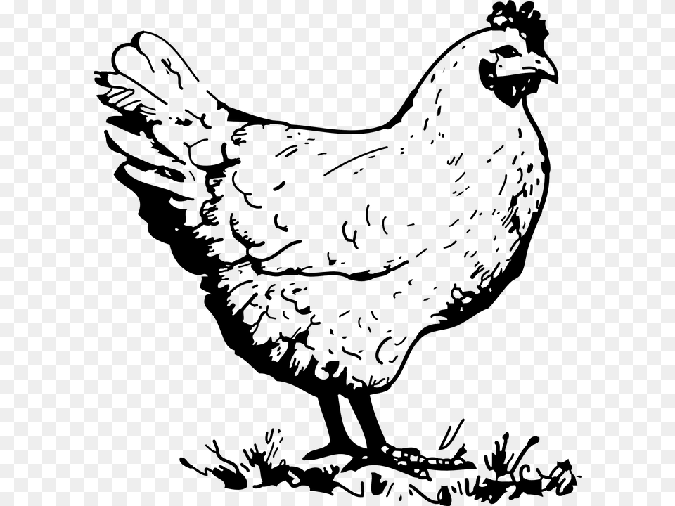 Chicken Hen Poultry Bird Farm Animal Chicken Clipart Black And White, Fowl Free Png