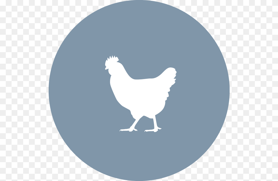 Chicken Icon, Animal, Bird, Fowl, Hen Free Png Download