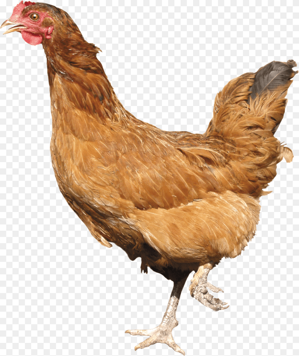 Chicken Animal, Bird, Fowl, Hen Png Image