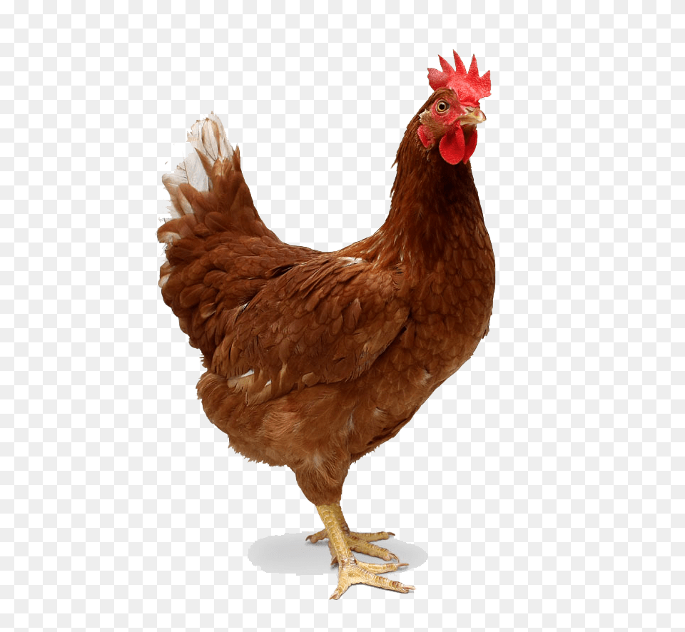 Chicken Animals With Two Legs, Animal, Bird, Fowl, Poultry Png Image