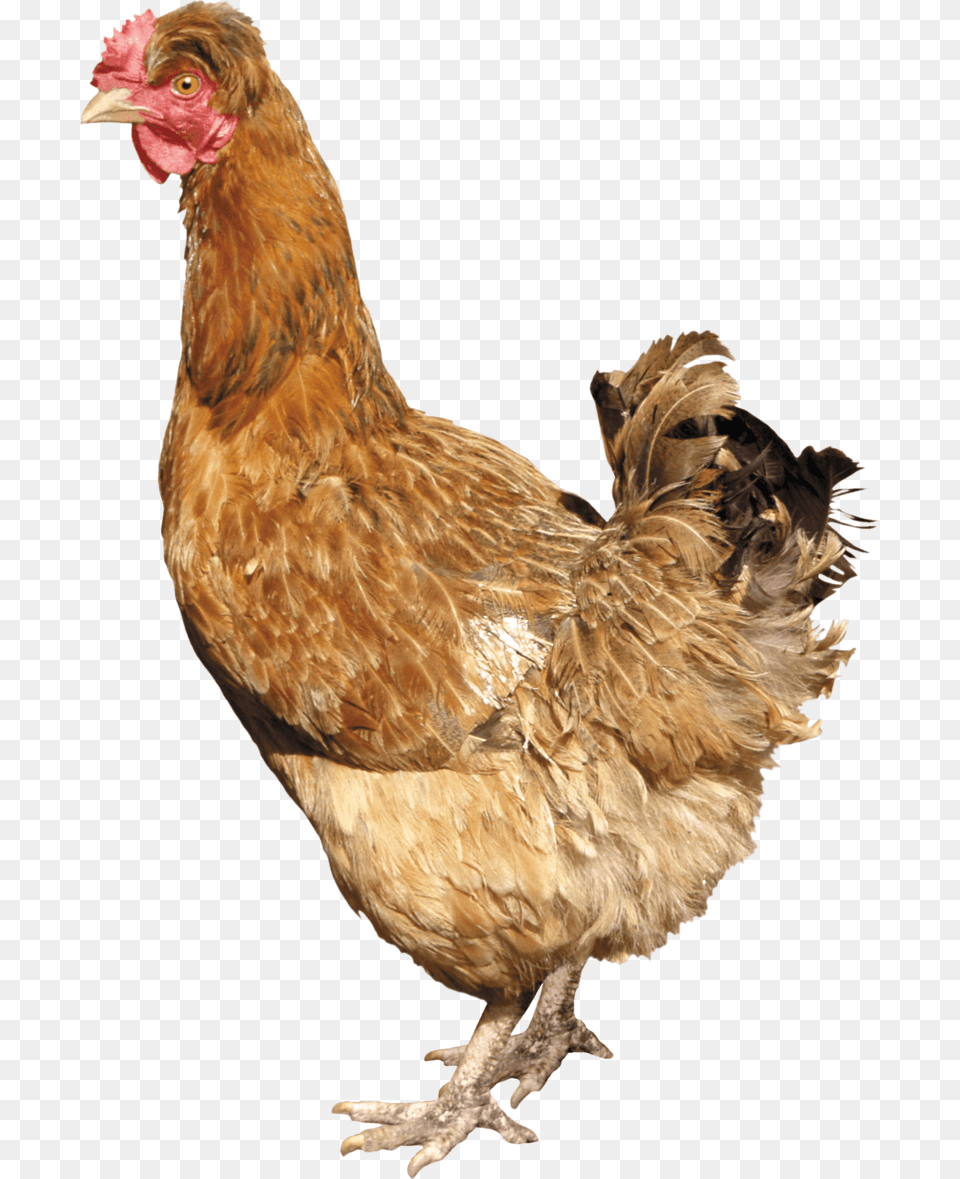 Chicken Image Chicken, Animal, Bird, Fowl, Hen Free Transparent Png