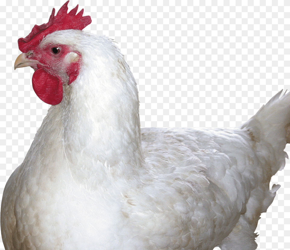 Chicken Image Chicken Free Png