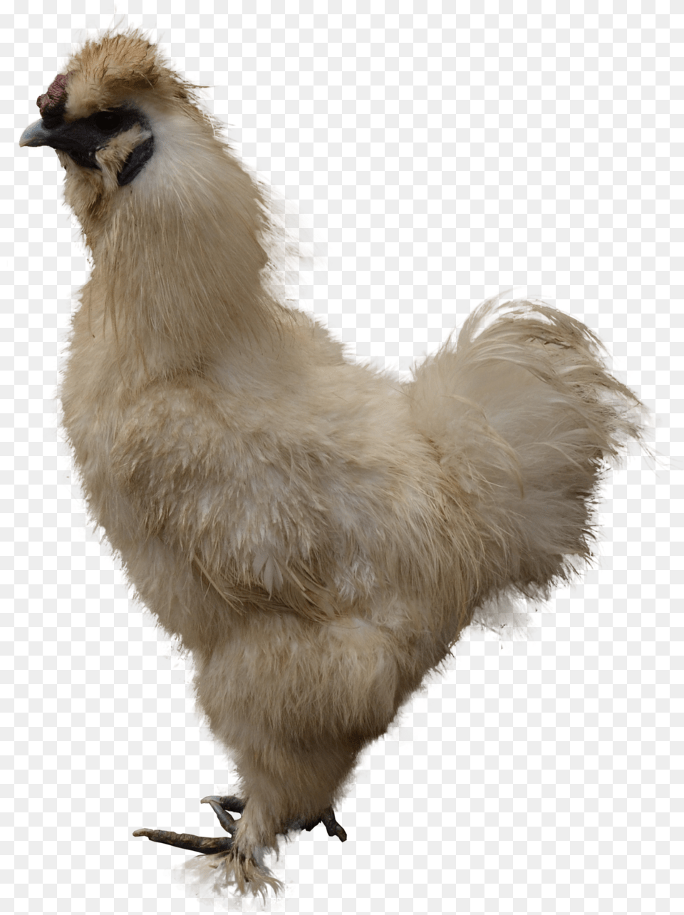 Chicken Images Are To Download Chicken, Animal, Bird, Fowl, Poultry Png