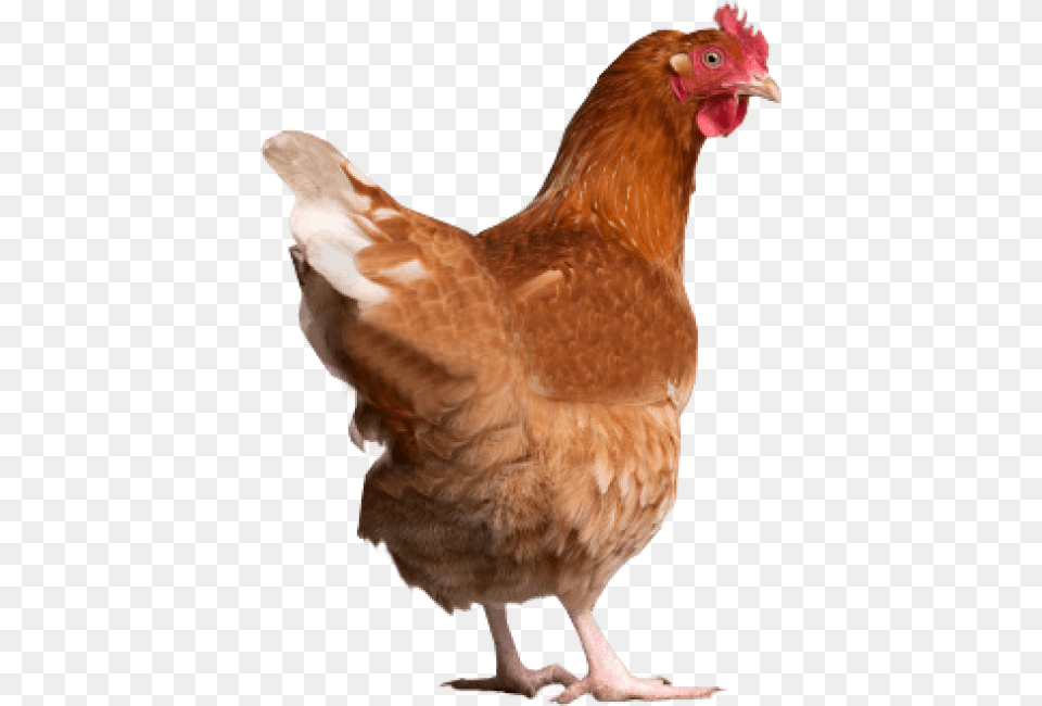 Chicken Images Transparent Chicken Manual By Laurence Beeken, Animal, Bird, Fowl, Hen Png