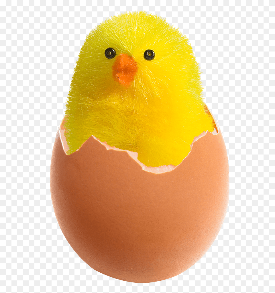 Chicken In Broken Egg Image, Food, Animal, Bird Free Png