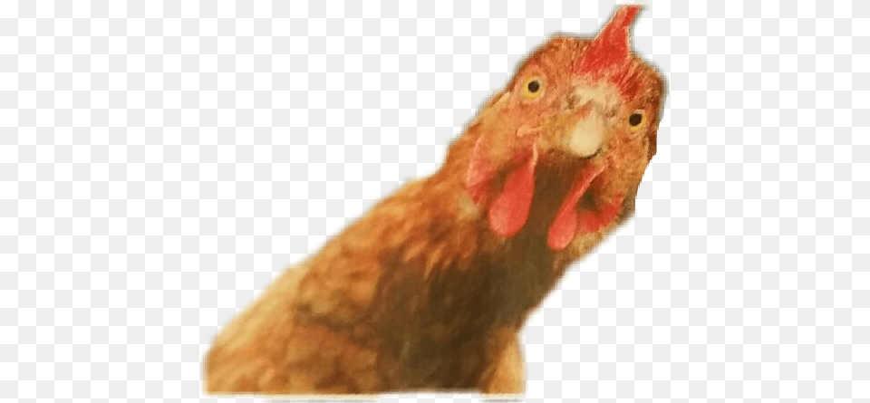 Chicken In Dogs Mouth, Animal, Bird, Fowl, Poultry Png