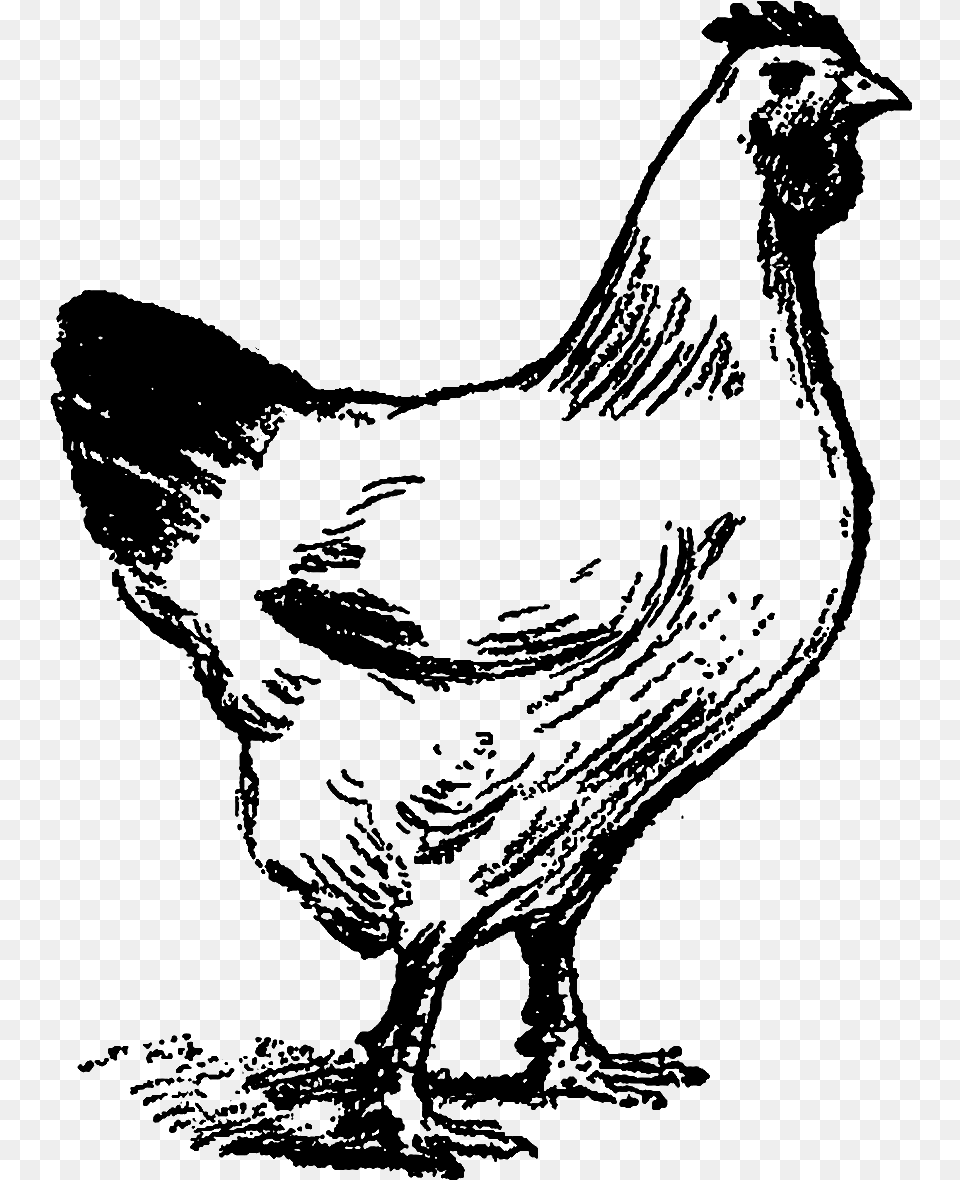 Chicken Line Art, Animal, Bird, Fowl, Hen Png Image