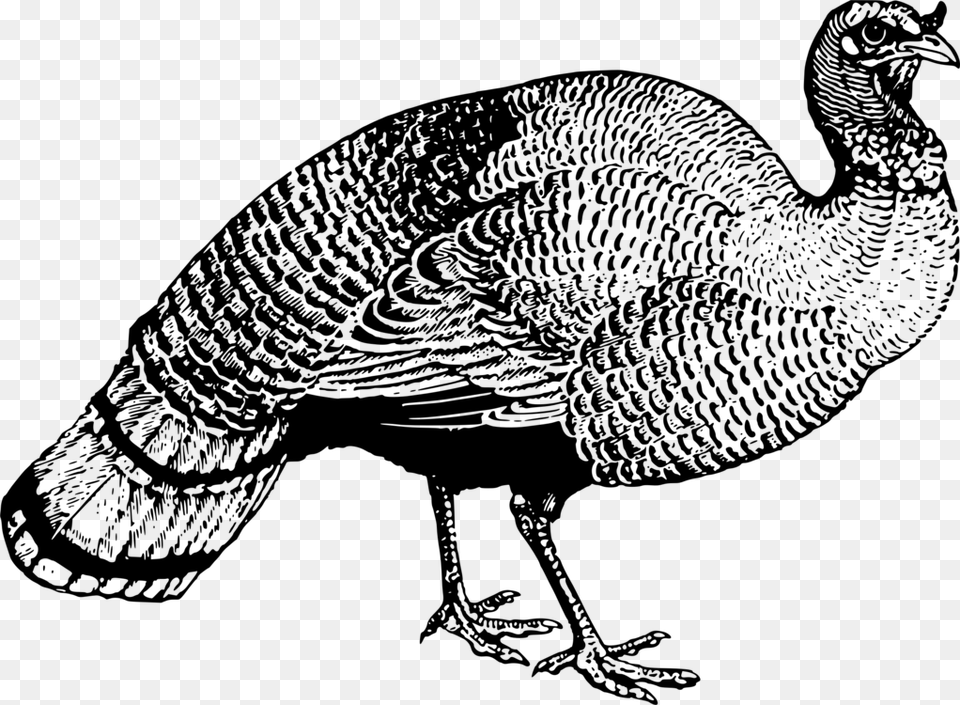 Chicken Meleagrididae Bird Landfowl Drawing, Gray Free Png