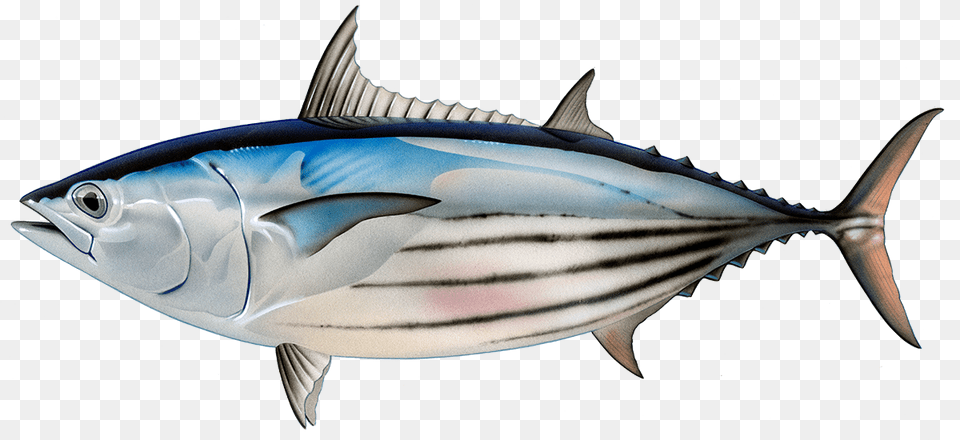 Chicken Of The Sea, Animal, Bonito, Fish, Sea Life Free Transparent Png