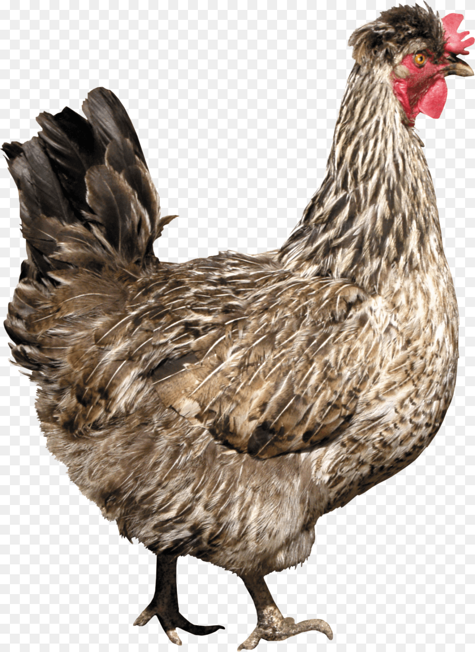 Chicken Photos Chicken, Animal, Bird, Fowl, Poultry Free Png Download
