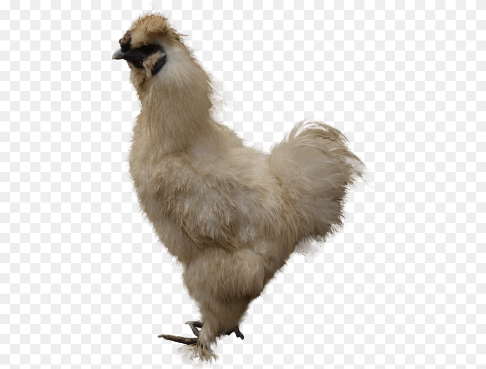 Chicken Picture Chicken As Food, Animal, Bird, Fowl, Poultry Png Image