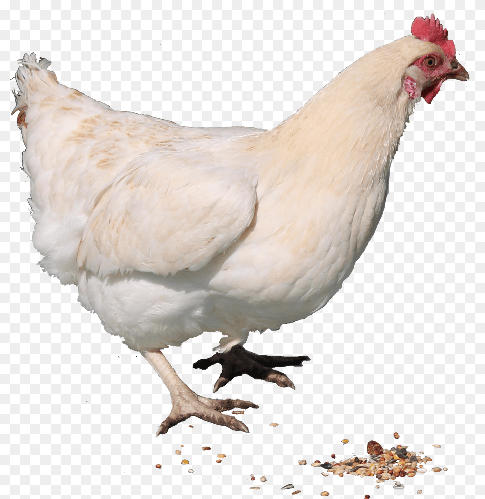 Chicken Pictures, Animal, Bird, Fowl, Hen Png Image