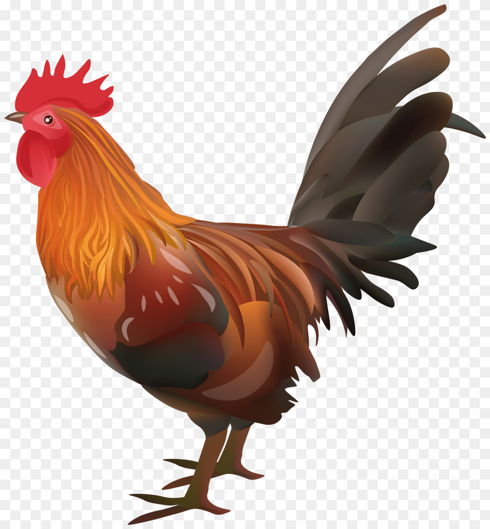 Chicken Pictures Spawning Transparent Background Rooster Clipart Png Image