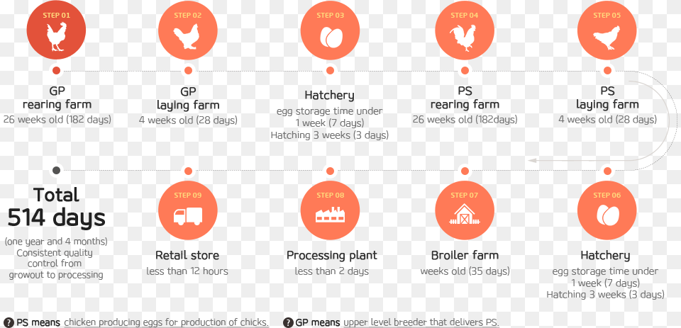Chicken Production Process Of Vertical Integration Poultry Production Process, Nature, Night, Outdoors, Astronomy Png