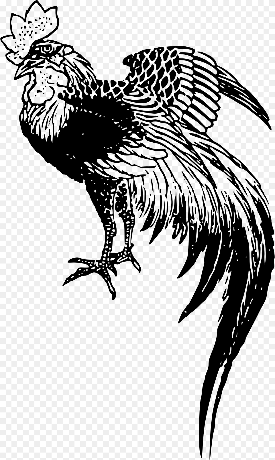 Chicken Rooster Drawing Mean Rooster Drawing, Gray Png