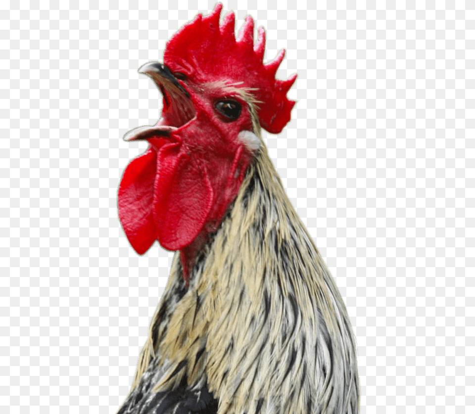 Chicken Screaming, Animal, Bird, Fowl, Poultry Free Png Download
