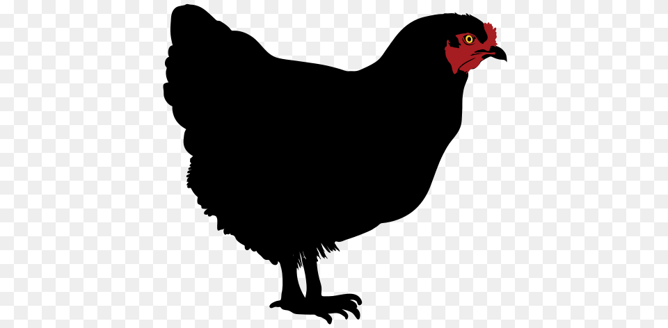 Chicken Silhouette, Animal, Beak, Bird Png