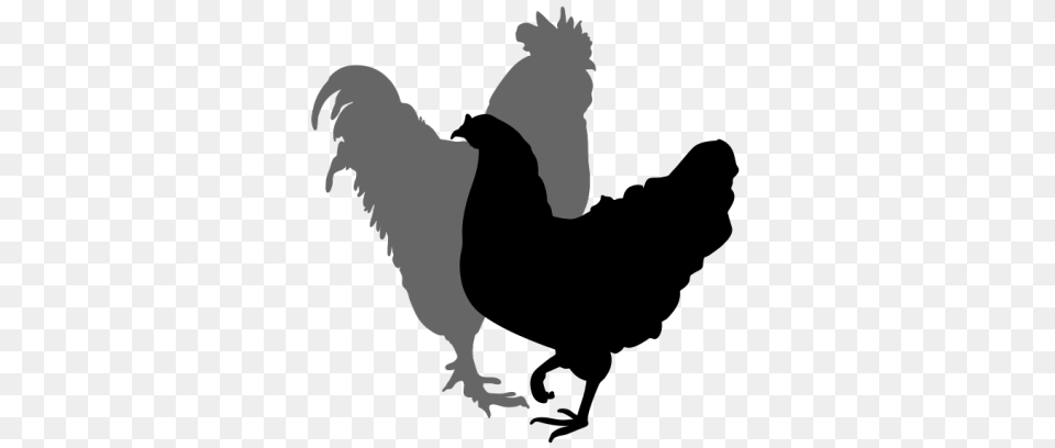 Chicken Silhouette, Animal, Bird, Baby, Person Free Transparent Png