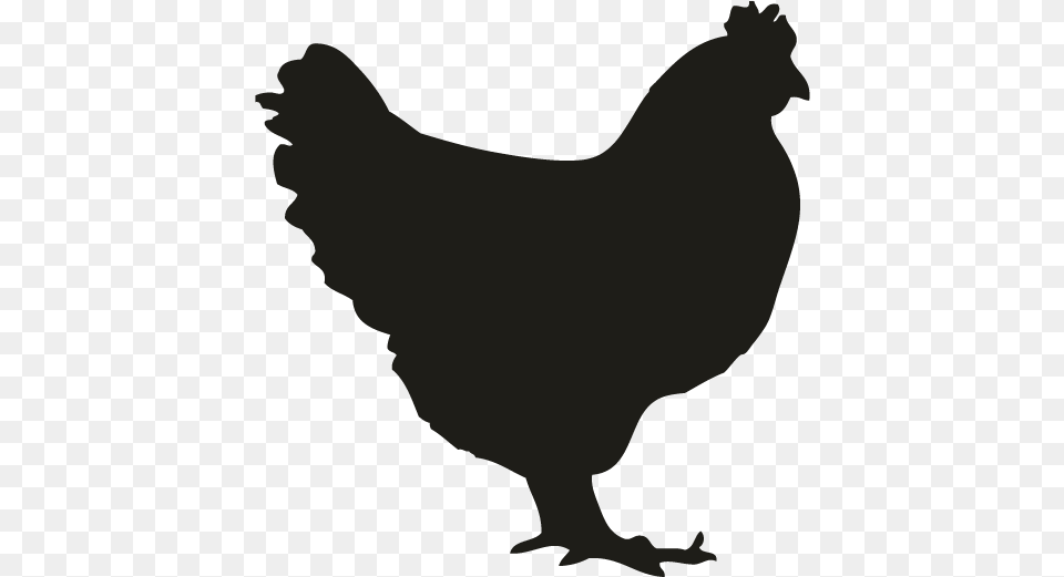 Chicken Silhouette Chicken Decal, Animal, Bird, Fowl, Hen Png Image
