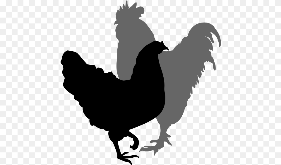 Chicken Silhouette Clipart Best Clip Art, Animal, Bird, Baby, Person Free Transparent Png