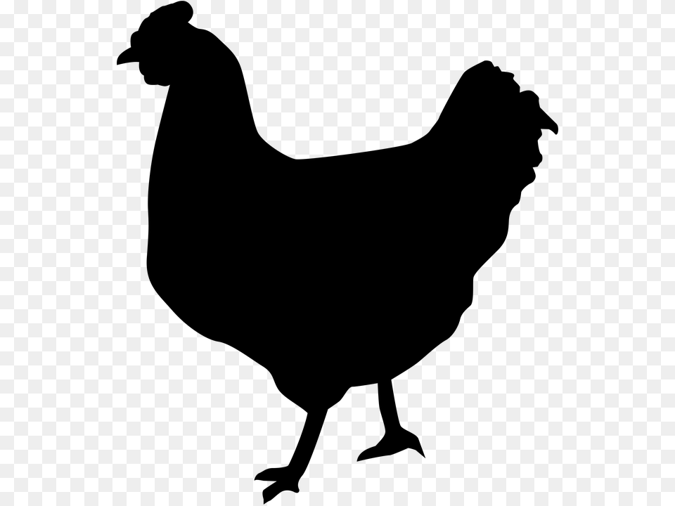 Chicken Silhouette Michael Fields Agricultural Institute, Gray Png Image
