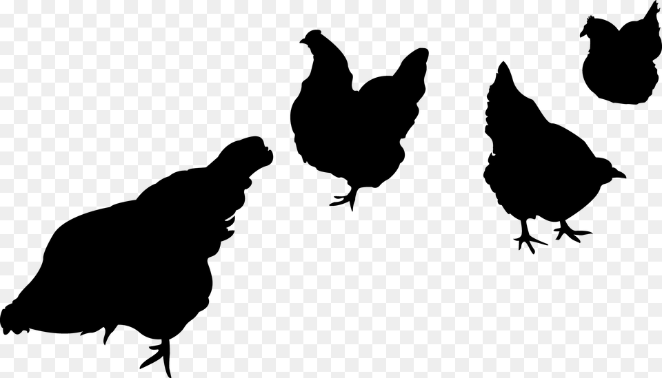 Chicken Silhouette Pictures Becuo, Gray Free Transparent Png