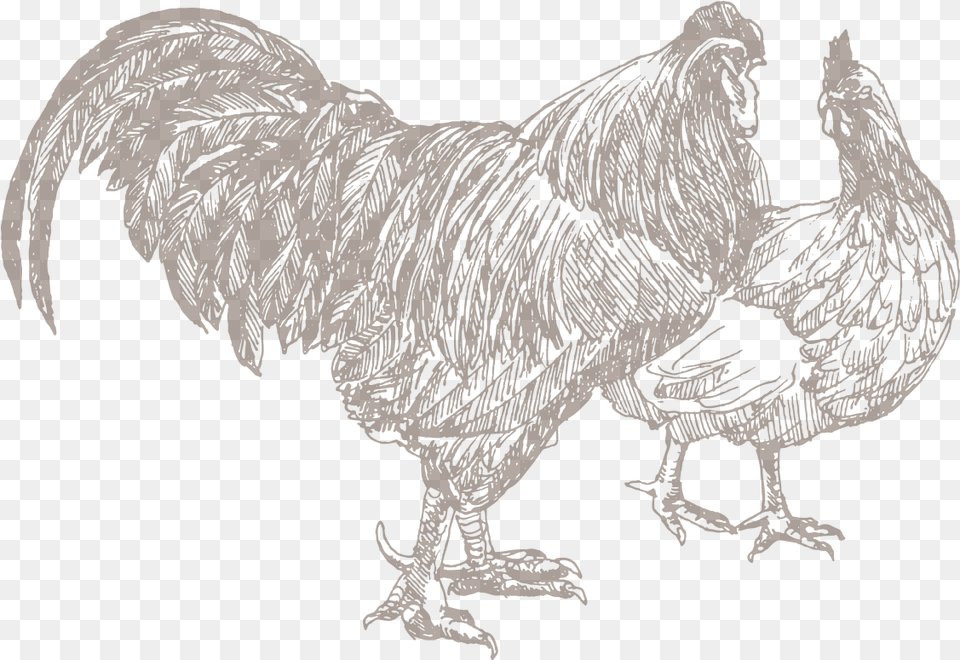 Chicken Sketch, Animal, Bird, Fowl, Poultry Free Png