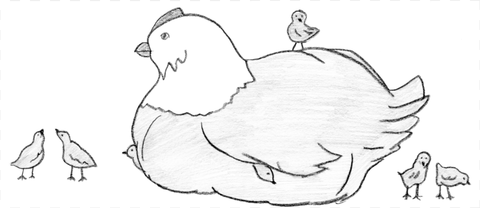 Chicken Sketch, Art, Drawing, Animal, Bird Png