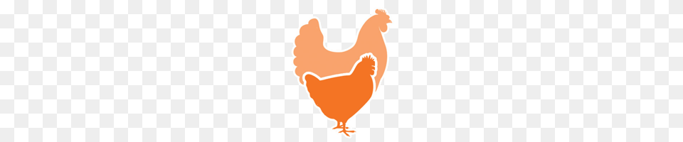 Chicken Standards Application Global Animal Partnership, Bird, Fowl, Hen, Poultry Free Png