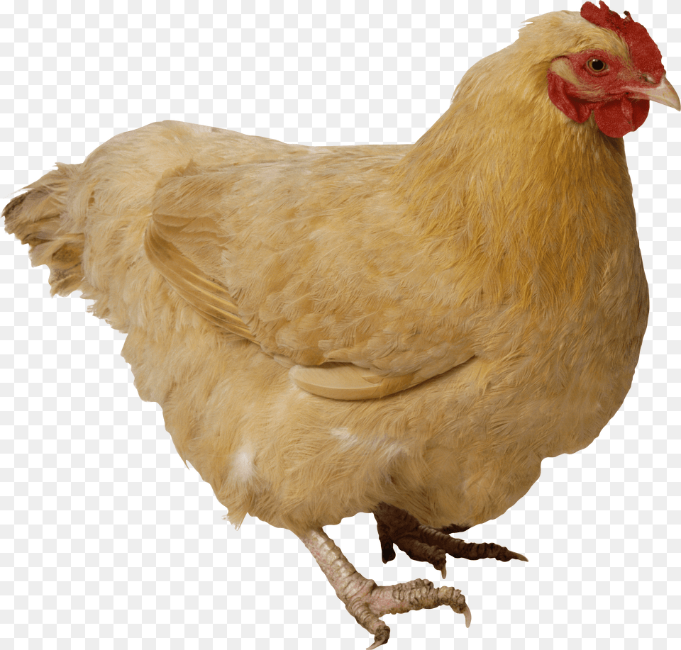 Chicken Transparent, Animal, Bird, Fowl, Hen Free Png Download
