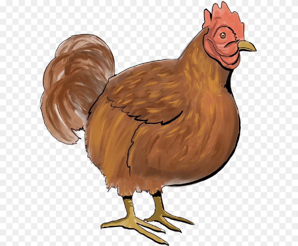 Chicken Turkey, Animal, Bird, Fowl, Hen Free Transparent Png